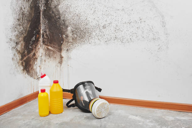 Panacea, FL Mold Remediation Company