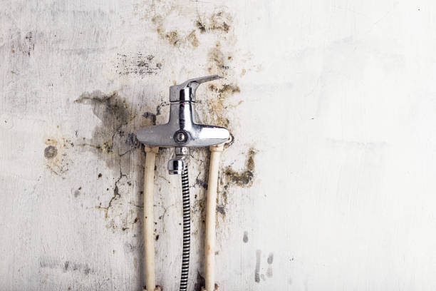 Best DIY Mold Remediation Support Services in Panacea, FL
